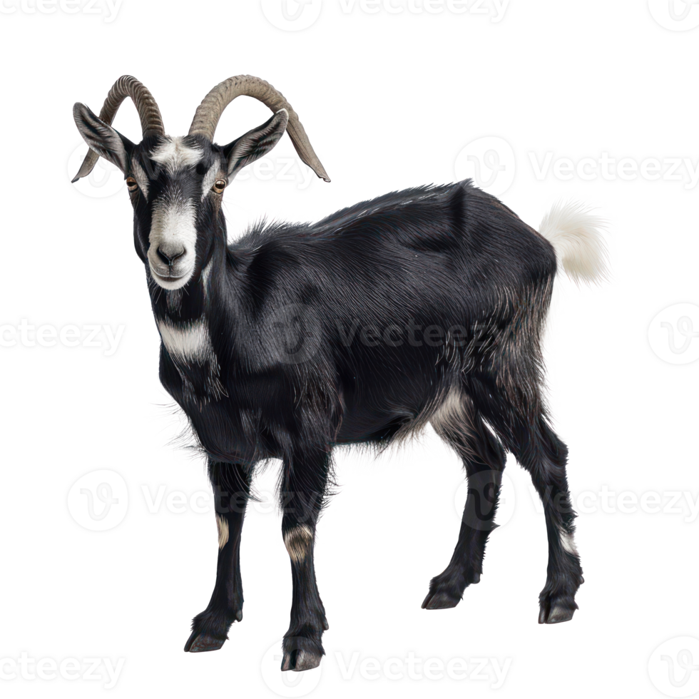 Alpine Goat full body isolate on transparency background png