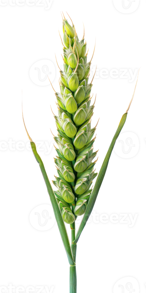 Green wheat ear isolate on transparency background png