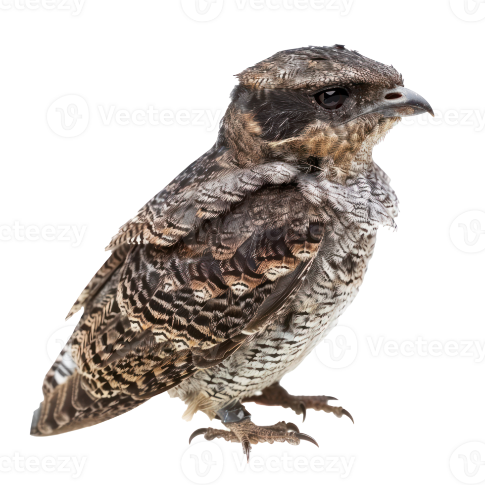 Nightjar bird front view full body isolate on transparency background png