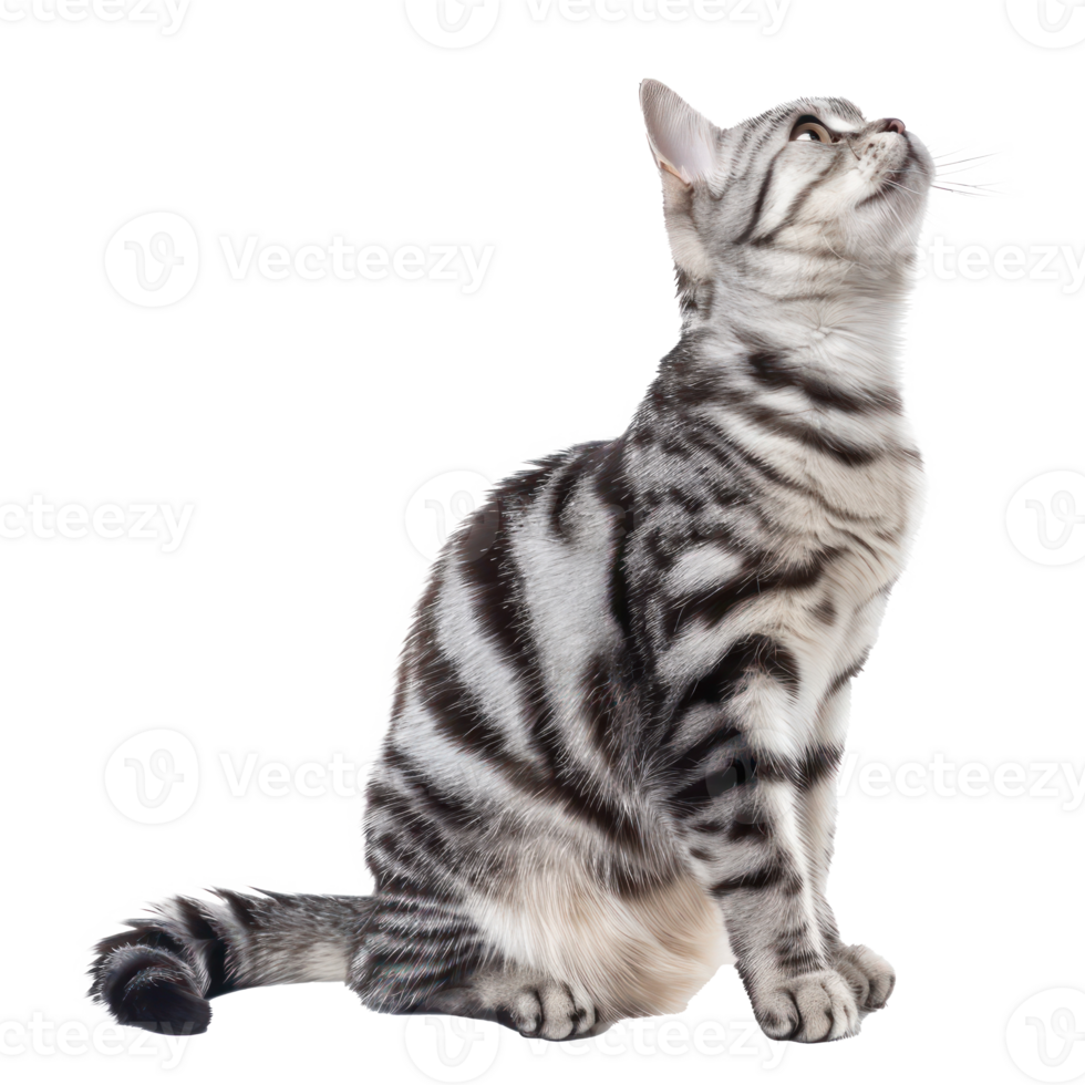 American Shorthairs cat pet side view full body isolate on transparency background png