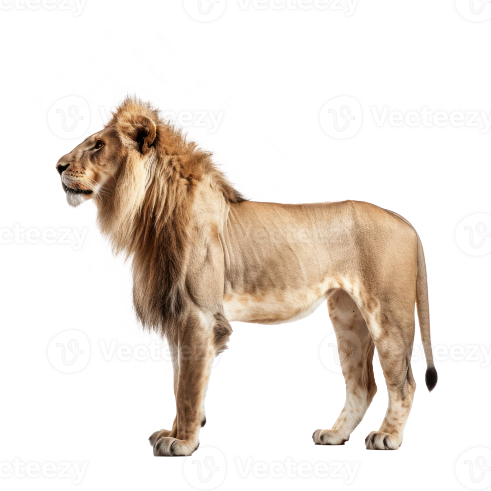 Asiatic Lion side view full body isolate on transparency background png