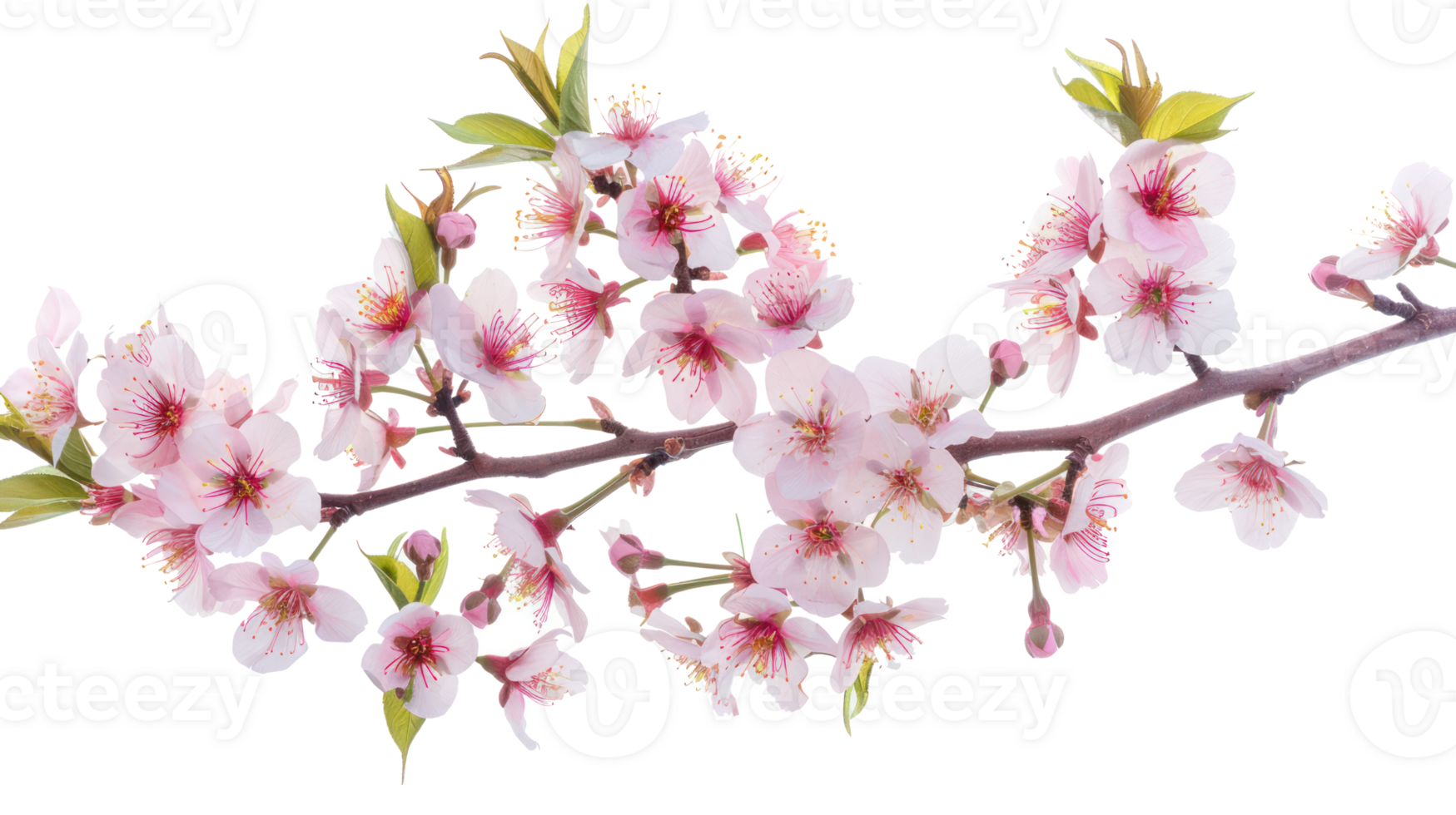 Cherry blossom branch flower isolate on transparency background png