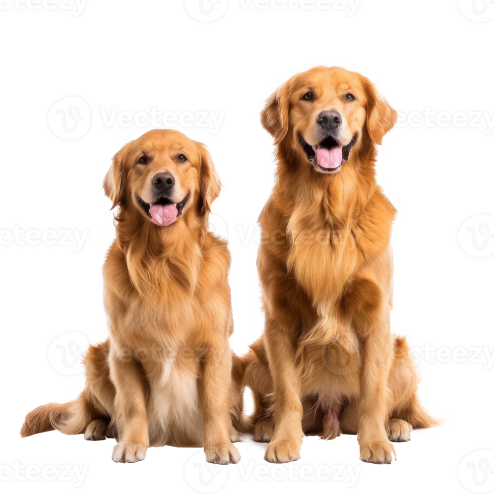 Golden Retrievers front view full body isolate on transparency background png