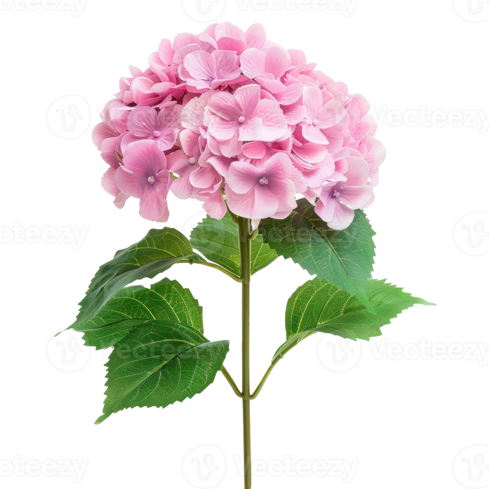 Hydrangea flower front view full length isolate on transparency background png