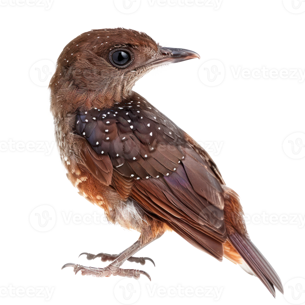 Oilbird fly full body isolate on transparency background png
