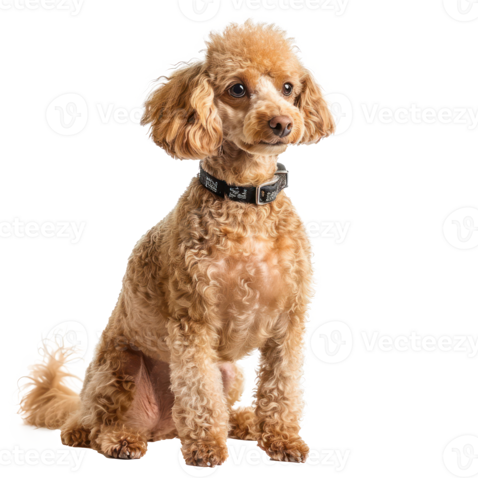 Poodles full body isolate on transparency background png