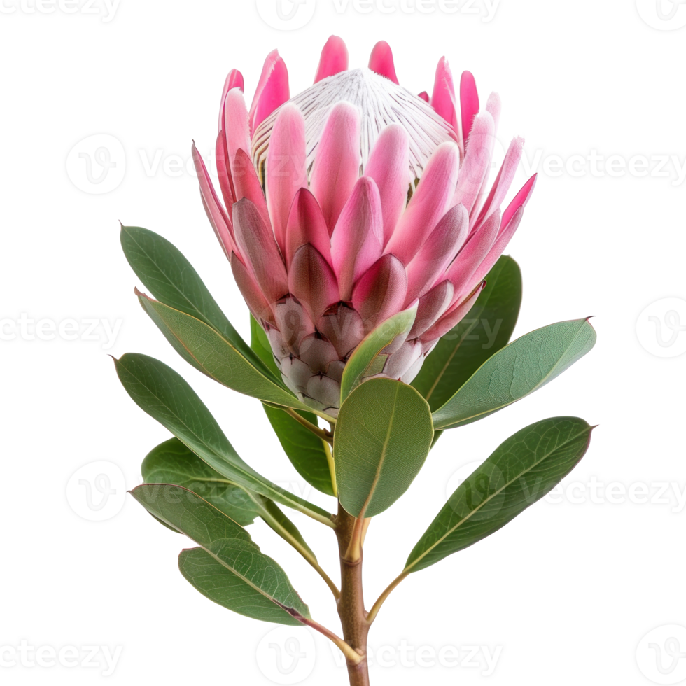 Protea flower isolate on transparency background png