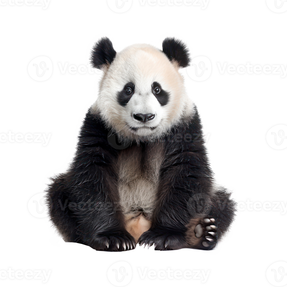 Panda front view full body isolate on transparency background png