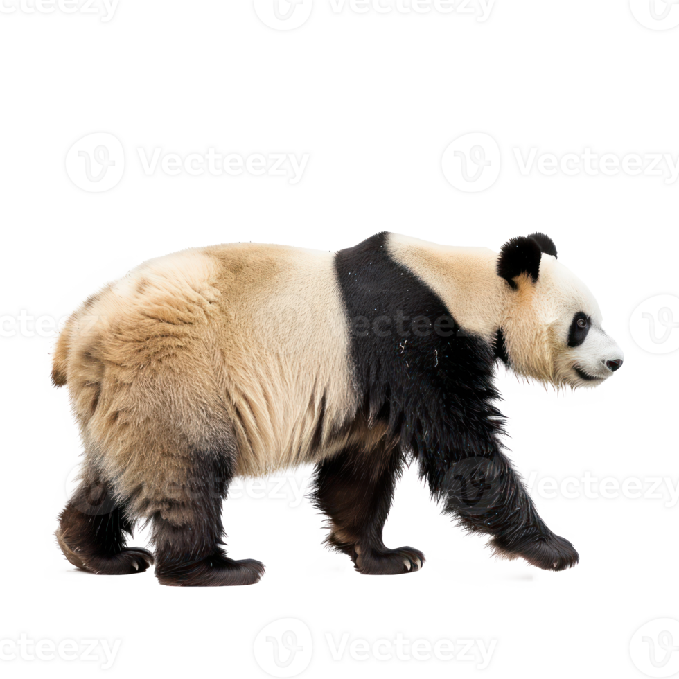 Giant Panda side view full body isolate on transparency background png