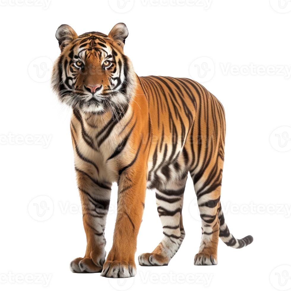 Royal Bengal Tiger full body isolate on transparency background png