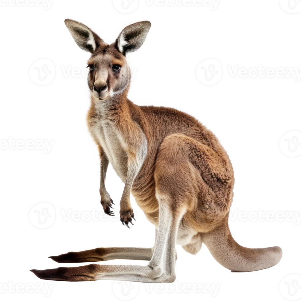 Kangaroo full body isolate on transparency background png