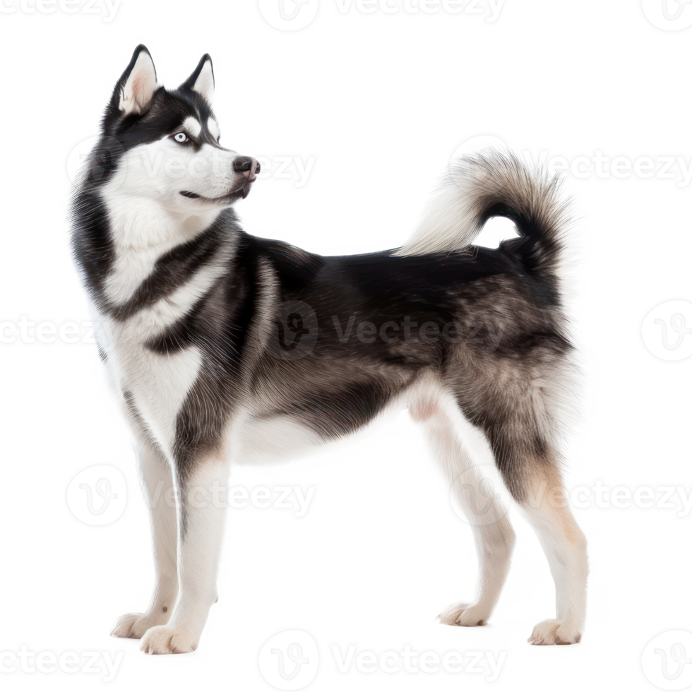 Huskies full body isolate on transparency background png