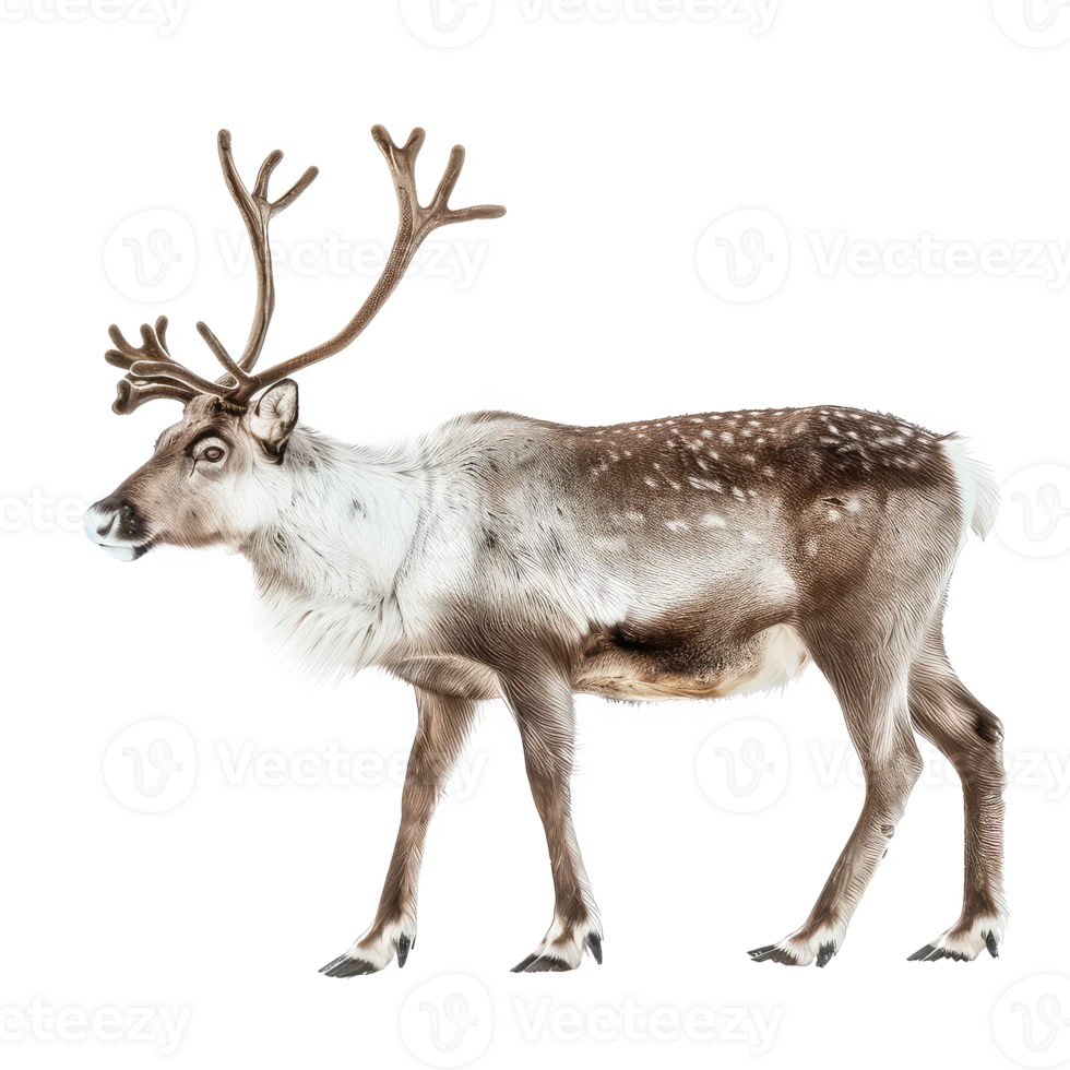 Reindeer side view full body isolate on transparency background png