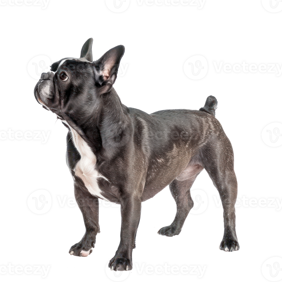 French Bulldogs side view full body isolate on transparency background png