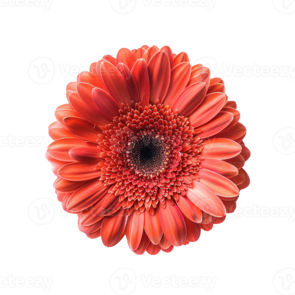 Gerbera Daisy flower top view full length isolate on transparency background png