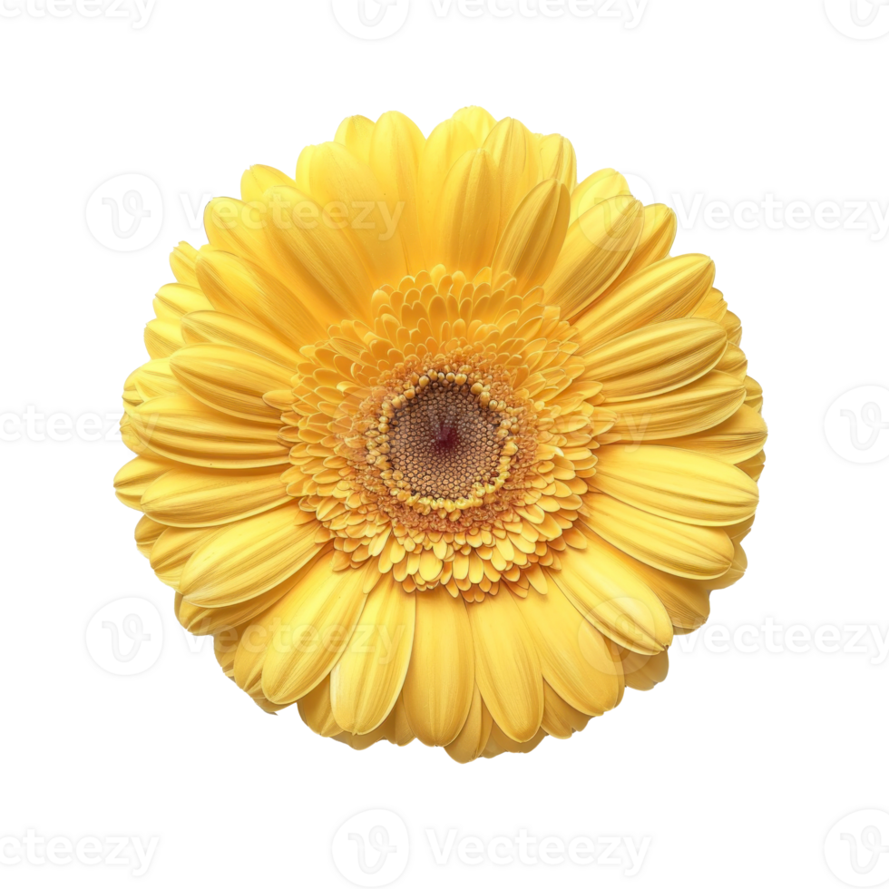Gerbera Daisy flower isolate on transparency background png