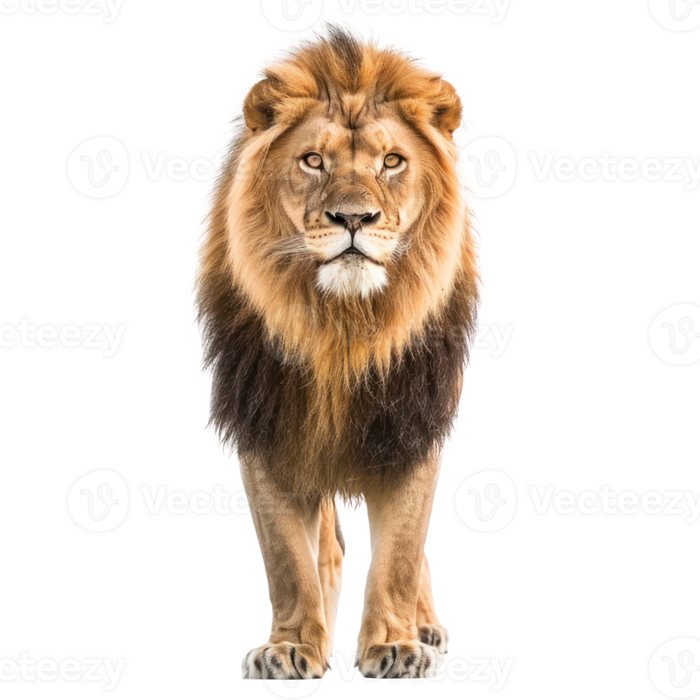 Asiatic Lion front view full body isolate on transparency background png