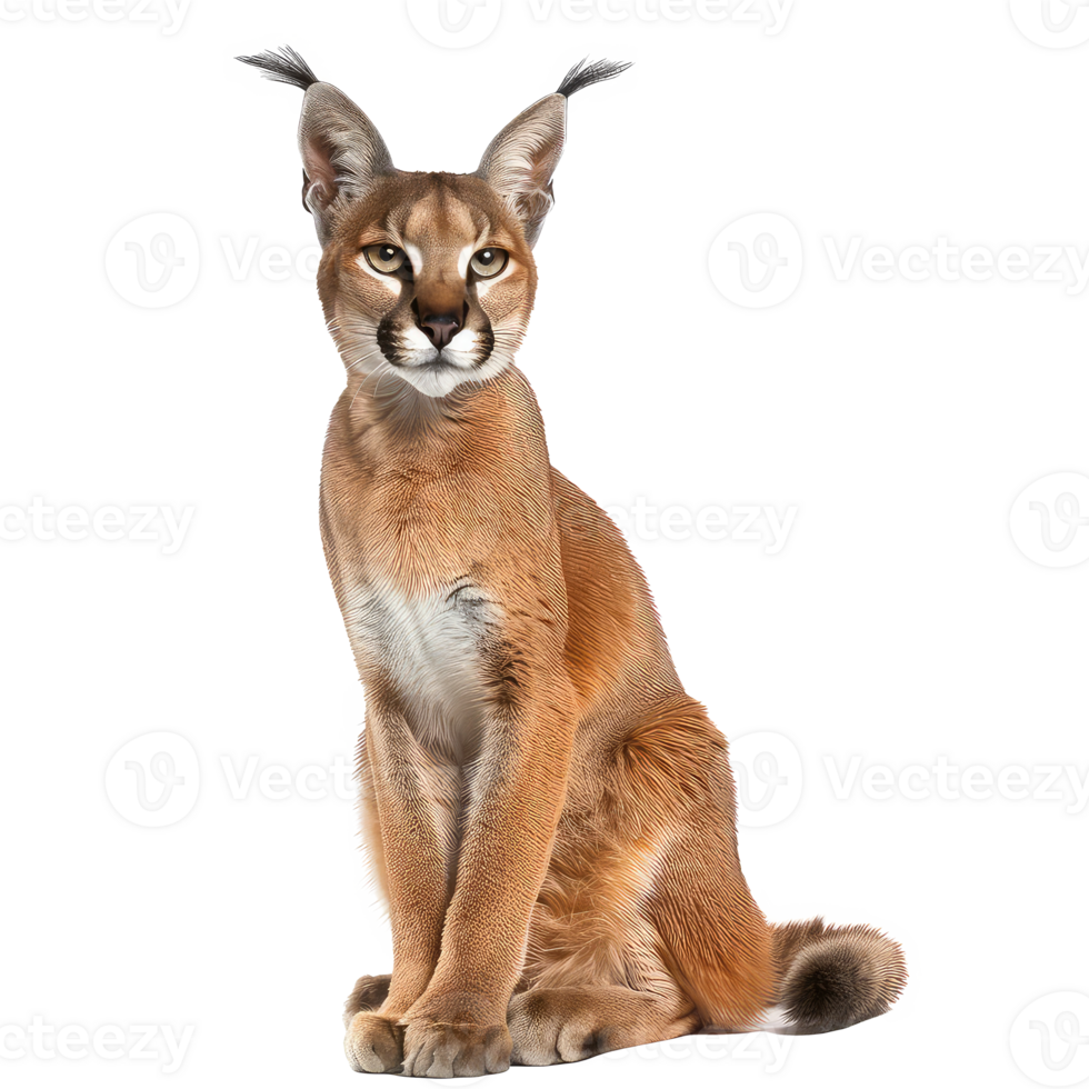 Caracal front view full body isolate on transparency background png