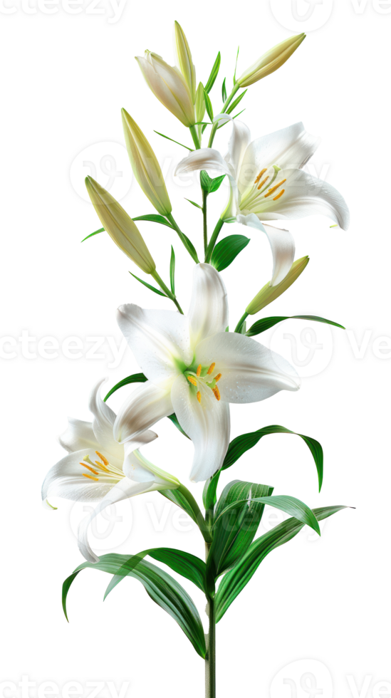 Easter lily branch and flower isolate on transparency background png