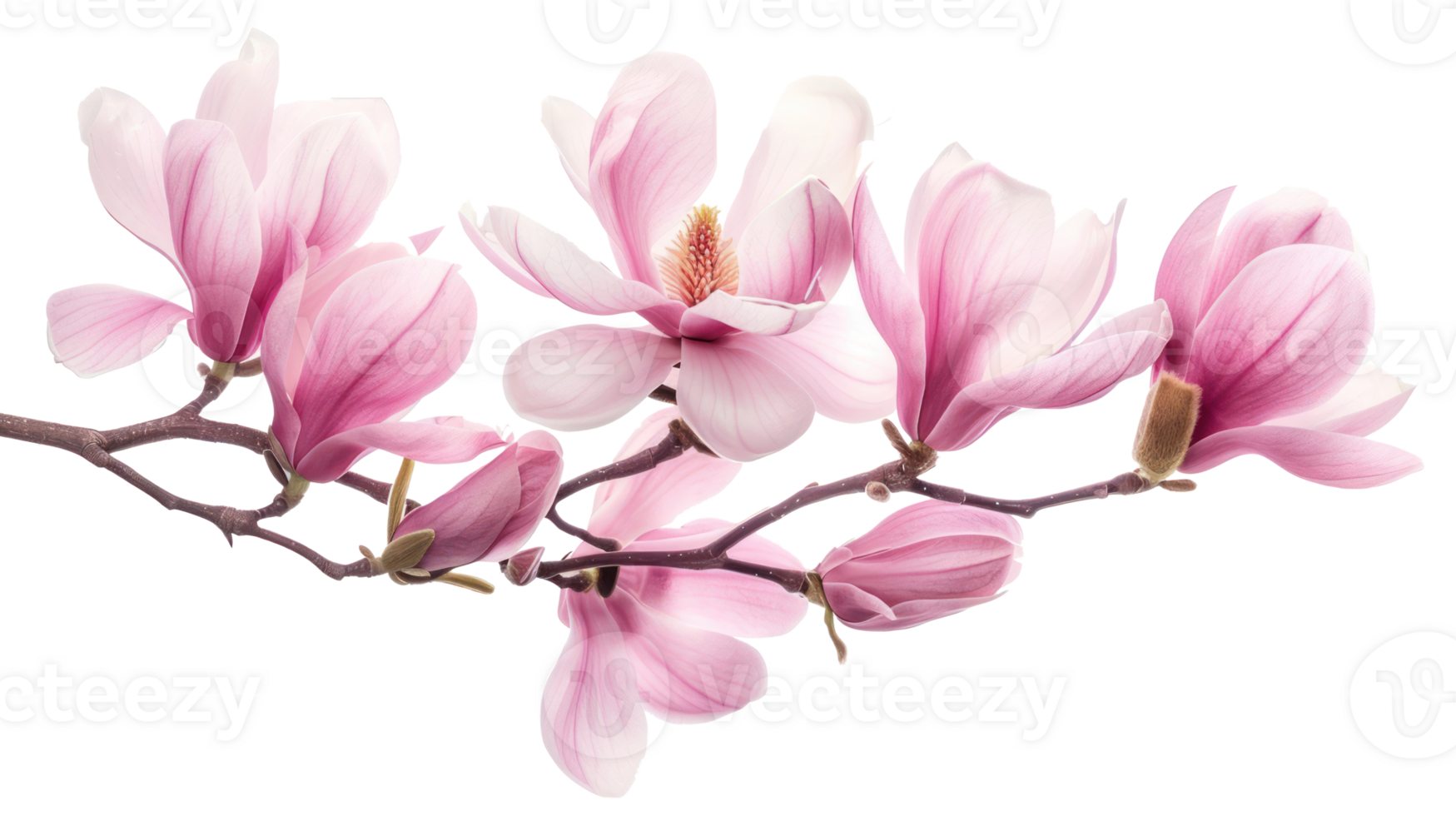 Beautiful pink magnolia flowers and branch isolate on transparency background png
