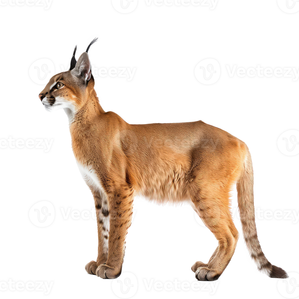 Caracal side view full body isolate on transparency background png