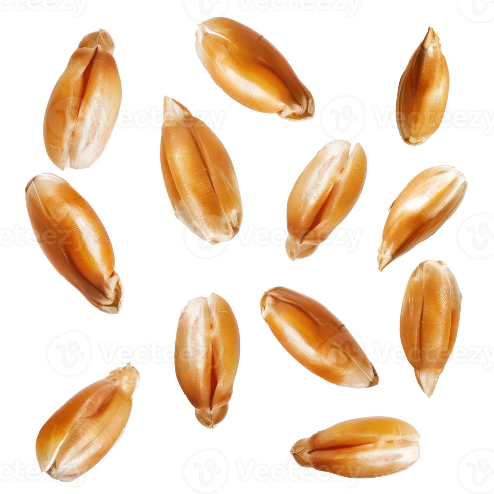 floating peeled ripe wheat seed isolate on transparency background png