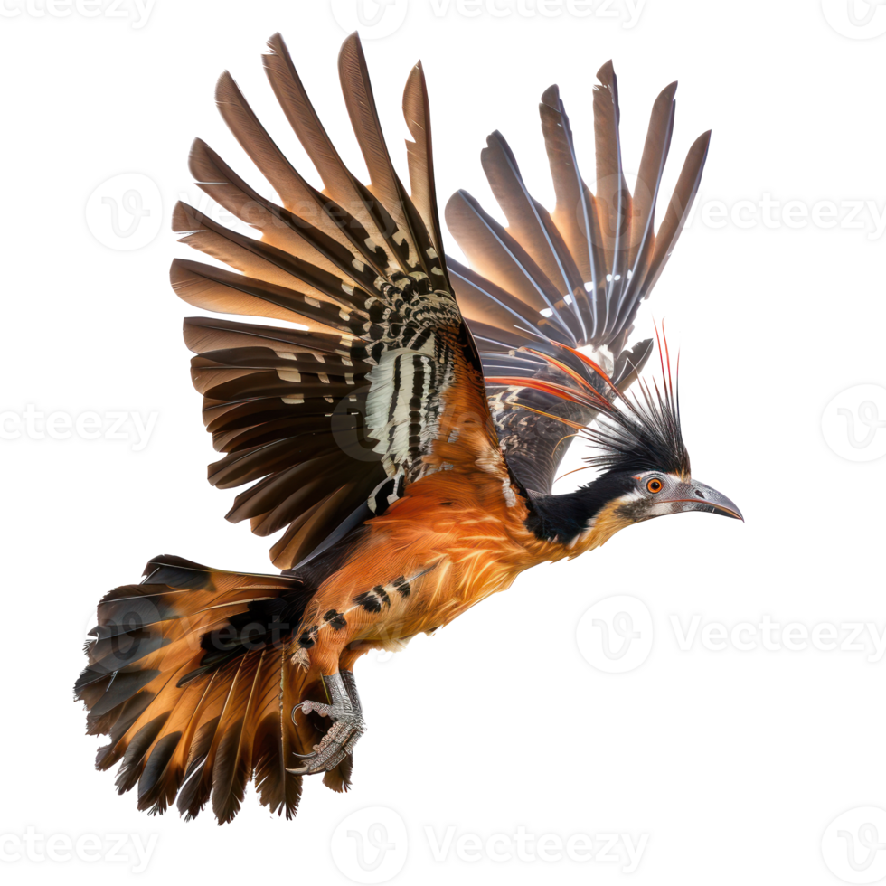 Hoatzin bird fly full body isolate on transparency background png