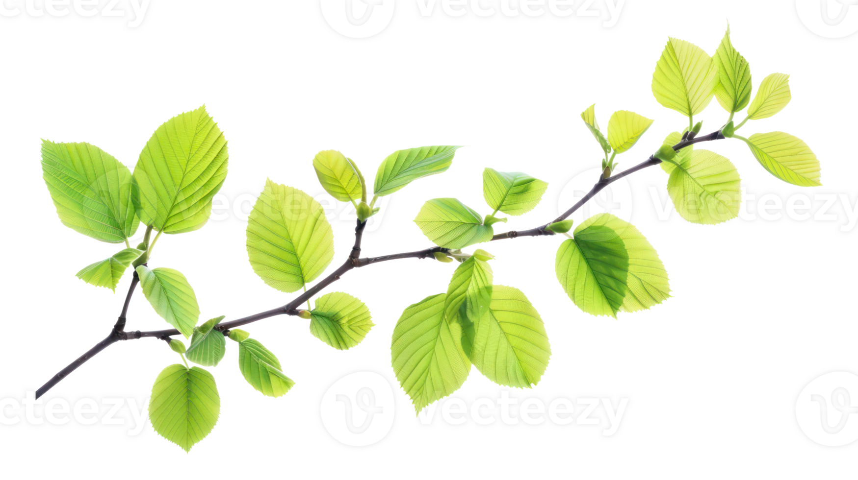Bright green Spring leaves branch isolate on transparency background png