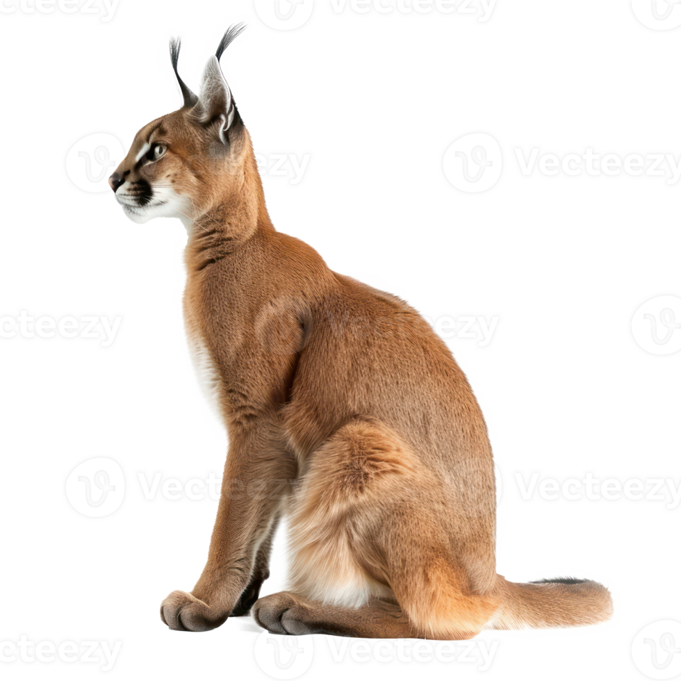 Caracal full body isolate on transparency background png