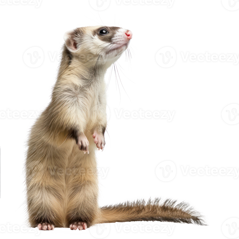 Ferrets pet side view full body isolate on transparency background png