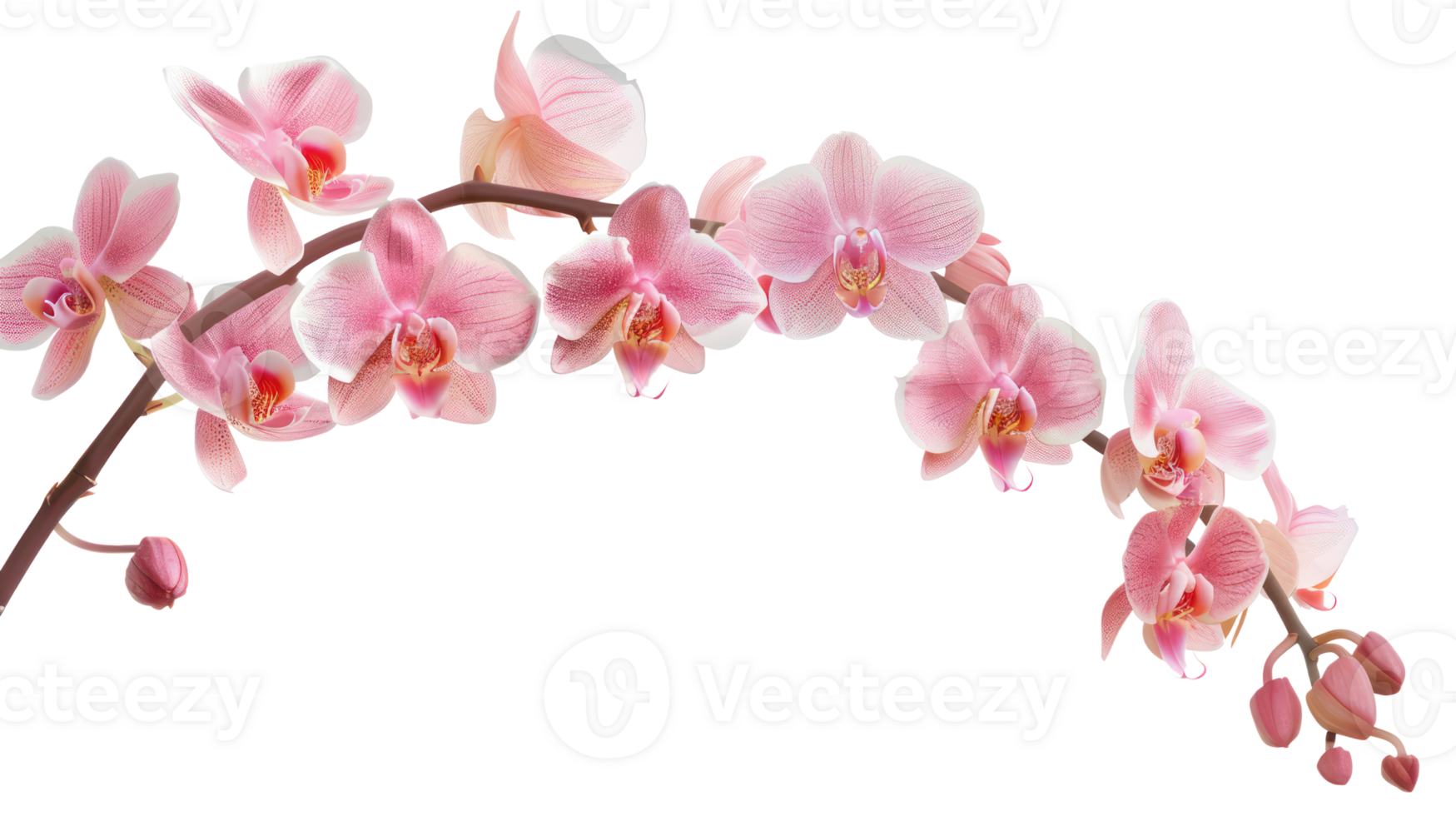 elegant pink orchid twig branch flower isolate on transparency background png