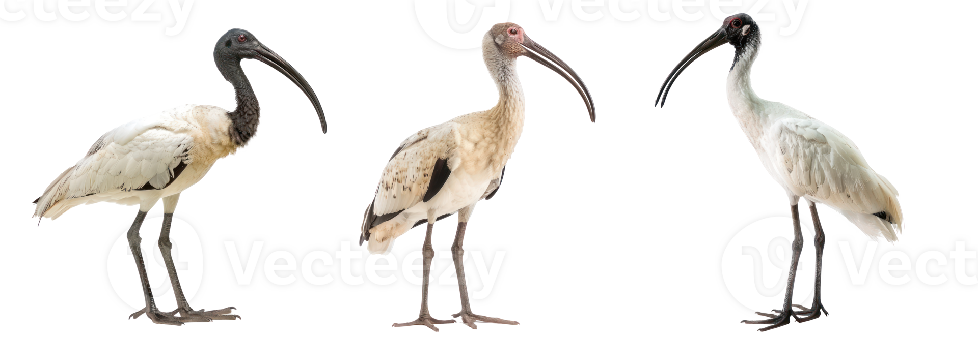 Ibis full body isolate on transparency background png