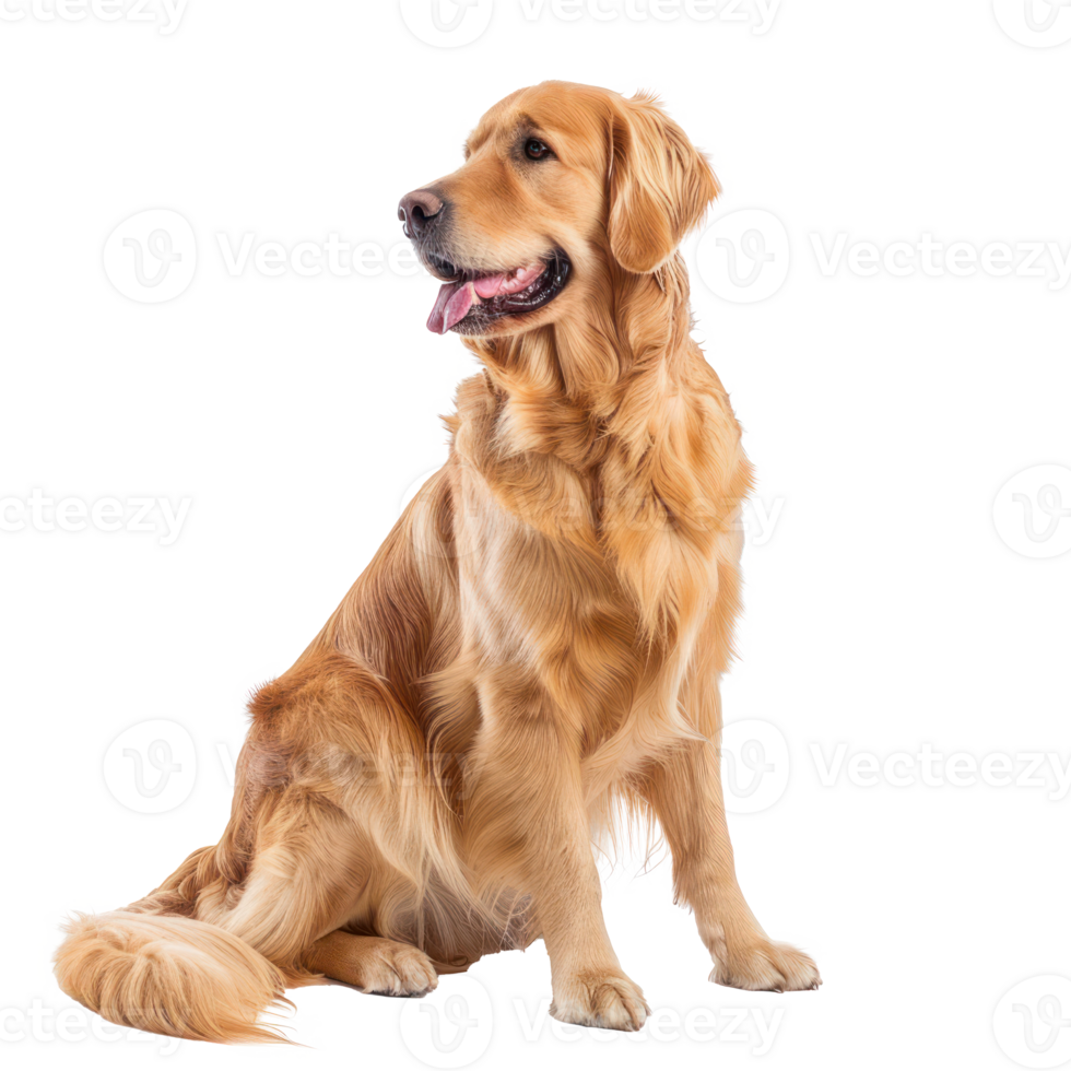 Golden Retrievers side view full body isolate on transparency background png