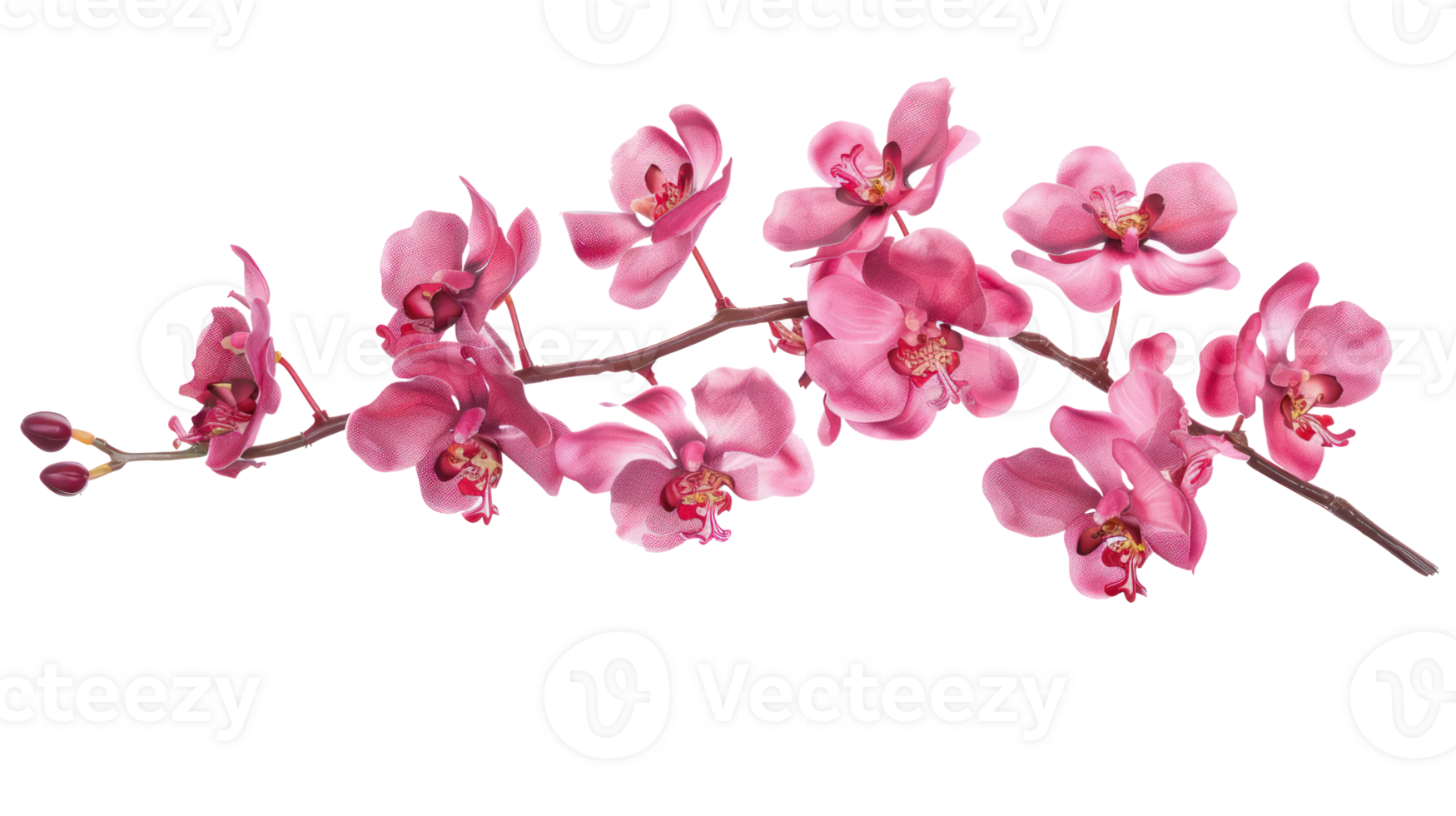 elegant pink orchid twig branch flower isolate on transparency background png