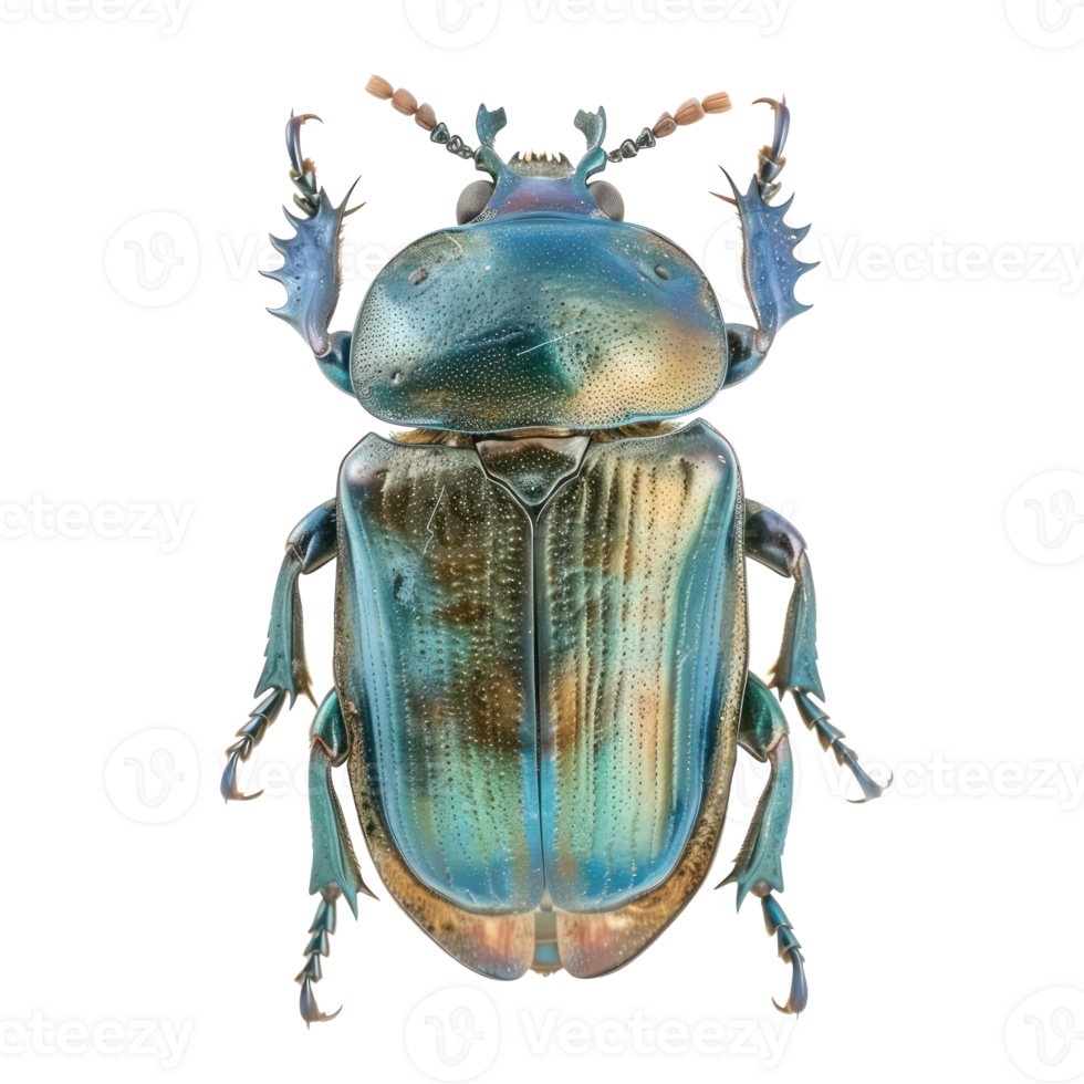 Scarabs front view full body isolate on transparency background png