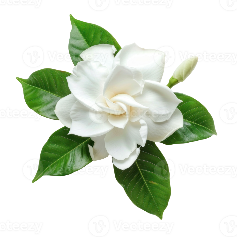 Gardenia flower isolate on transparency background png