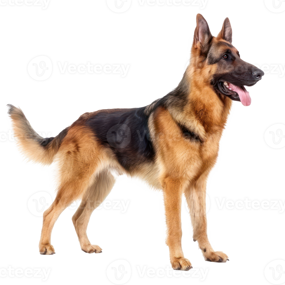German Shepherds side view full body isolate on transparency background png