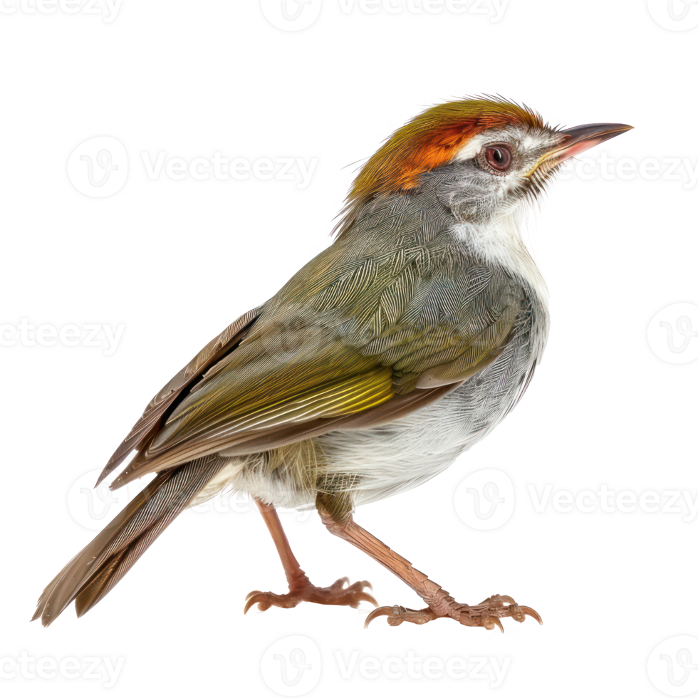Tailorbird side view full body isolate on transparency background png