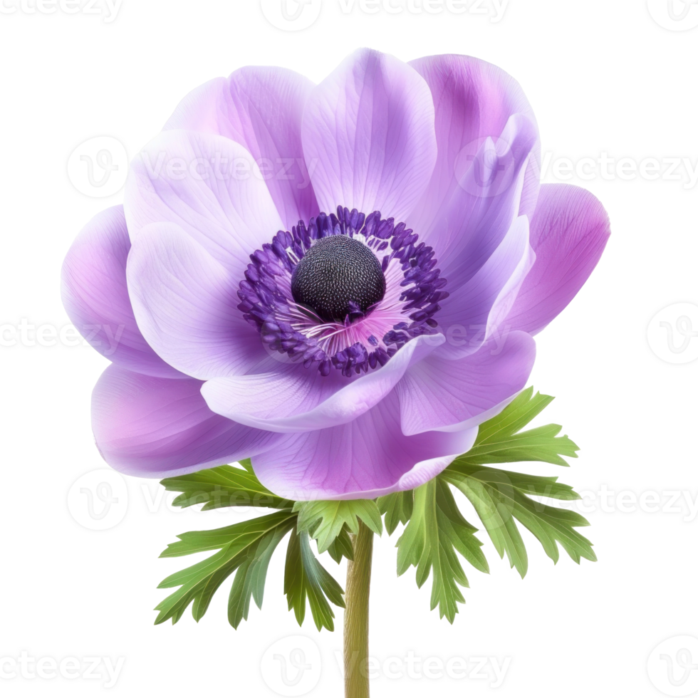 Anemone flower isolate on transparency background png