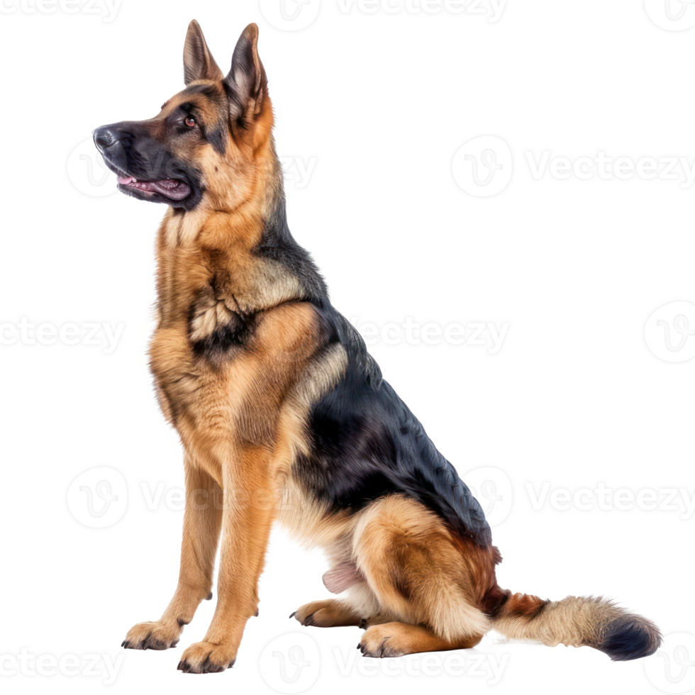 German Shepherds side view full body isolate on transparency background png