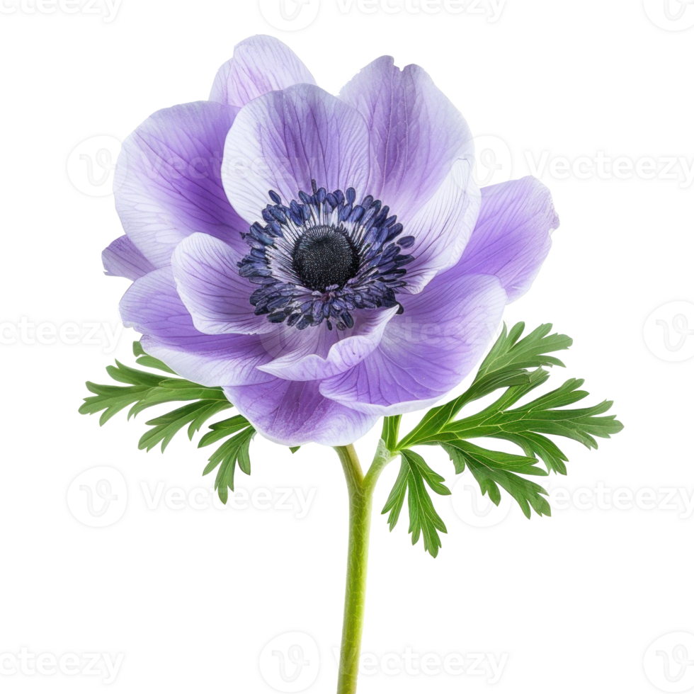 Anemone flower front view full length isolate on transparency background png