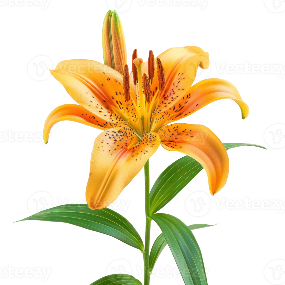 Lily flower front view full length isolate on transparency background png