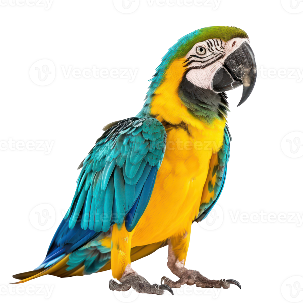Macaw side view full body isolate on transparency background png
