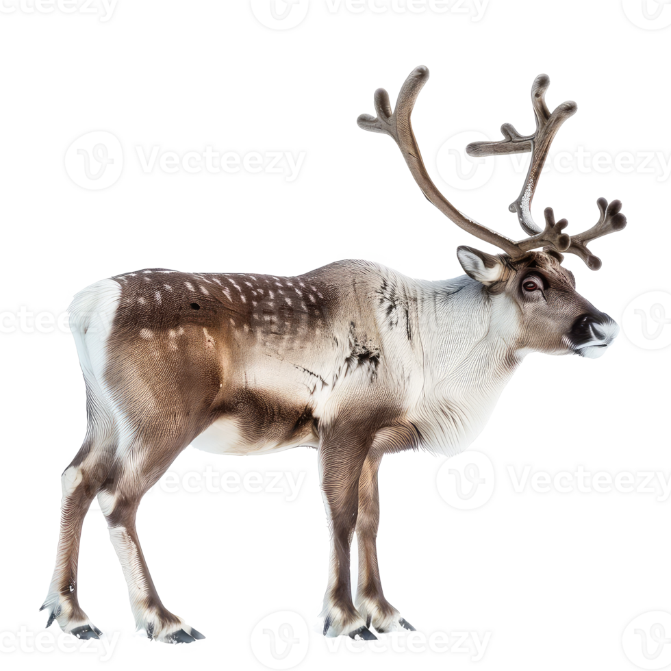 Reindeer full body isolate on transparency background png