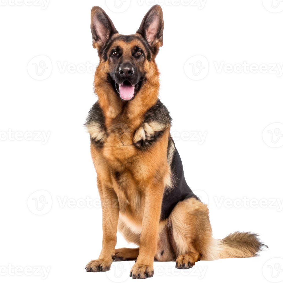 German Shepherds front view full body isolate on transparency background png