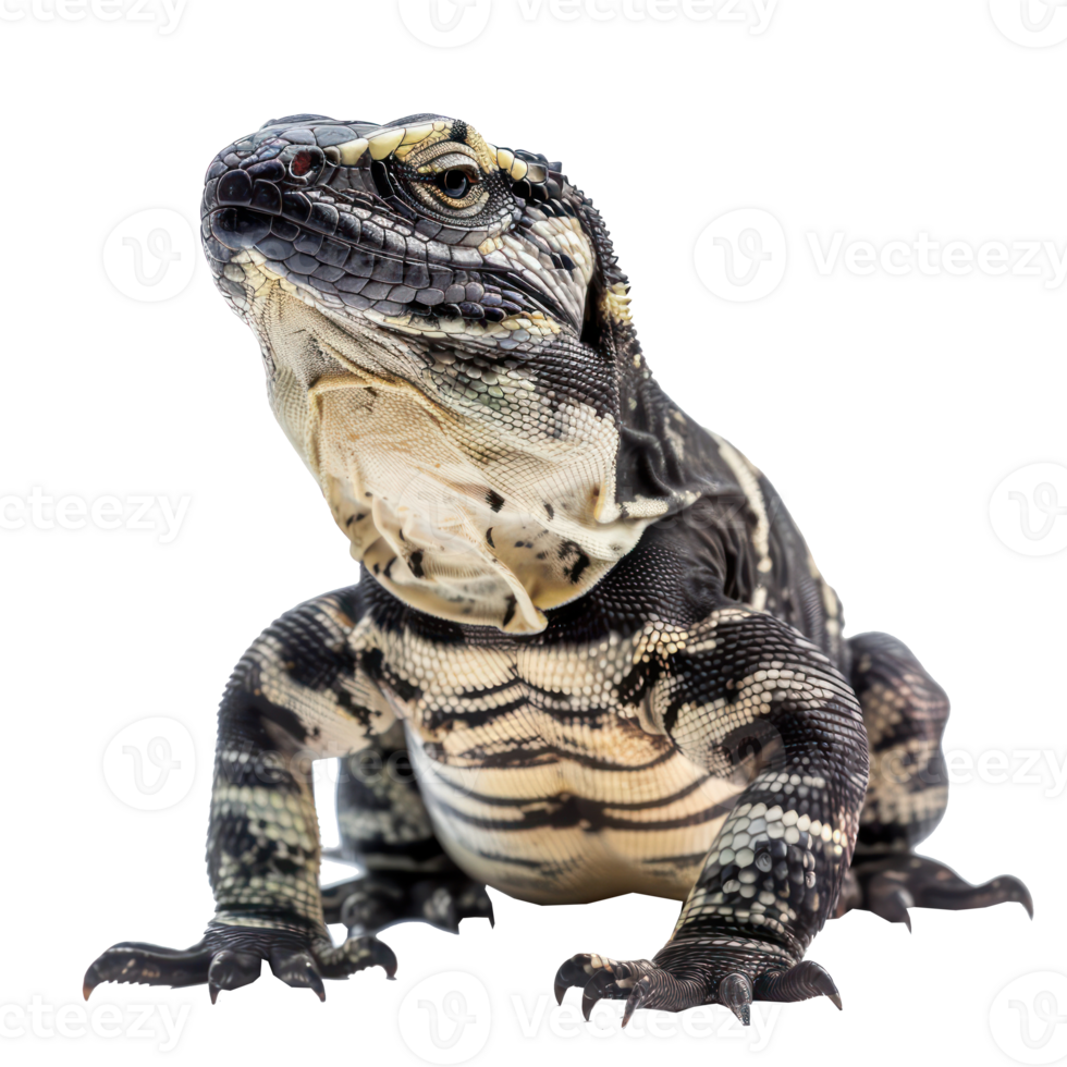 Argentine Black and White Tegu pet full body isolate on transparency background png