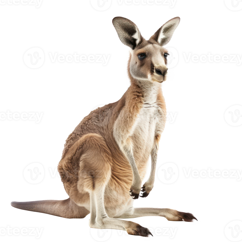 Kangaroo full body isolate on transparency background png