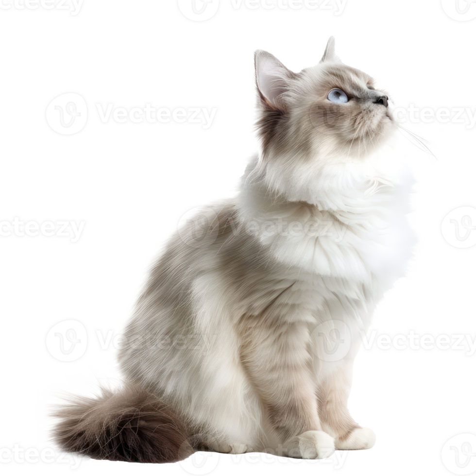Ragdolls pet side view full body isolate on transparency background png