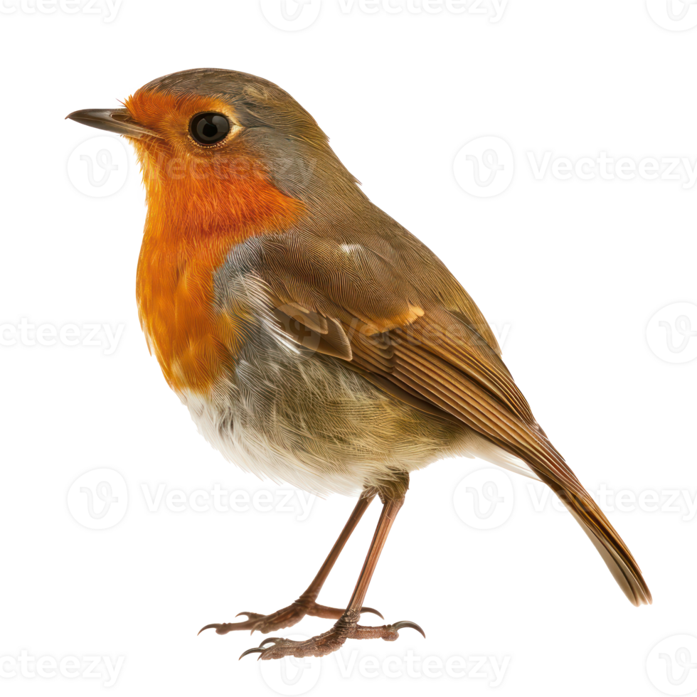 Robin bird side view full body isolate on transparency background png