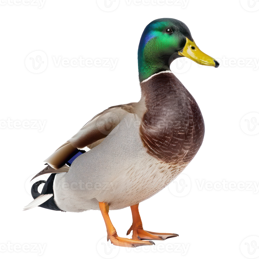 Mallard bird front view full body isolate on transparency background png